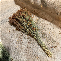 Звіробій пучок