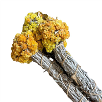 Цмин піщаний пучок